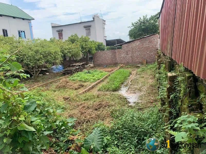 77m Xuân Đồng- Tân Minh  đường thông hè thoáng